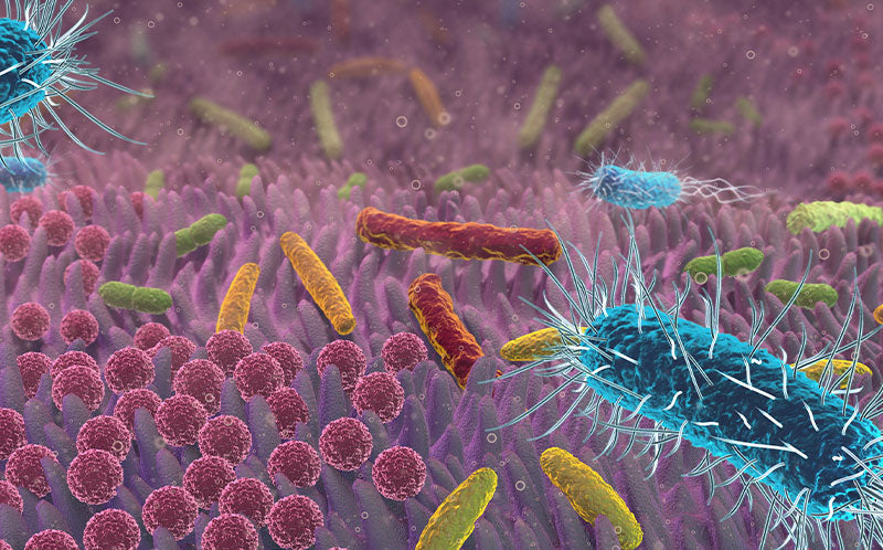 Postbiotika: Kortkedjade fettsyror för en god tarmhälsa